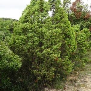 Photographie n°2513585 du taxon Juniperus communis L. [1753]