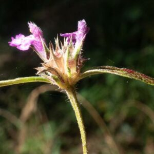 Photographie n°2513594 du taxon Galeopsis angustifolia Ehrh. ex Hoffm. [1804]