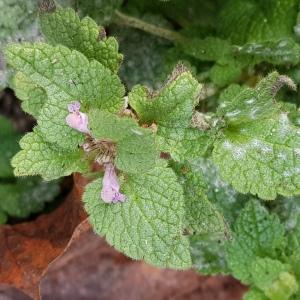 Photographie n°2513603 du taxon Lamium purpureum L.