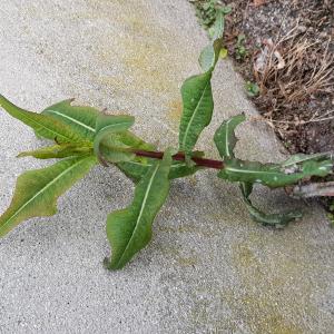 Photographie n°2513610 du taxon Lactuca serriola L.