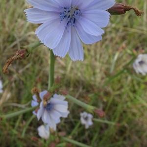 Photographie n°2513853 du taxon Cichorium intybus L.