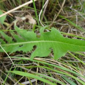 Photographie n°2513856 du taxon Cichorium intybus L.