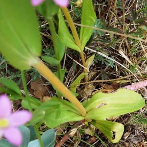 Photographie n°2513858 du taxon Centaurium erythraea Rafn