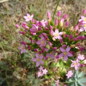 Photographie n°2513859 du taxon Centaurium erythraea Rafn