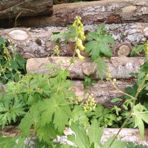 Photographie n°2513885 du taxon Aconitum lycoctonum L. [1753]