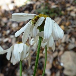 Photographie n°2513946 du taxon Tanacetum corymbosum (L.) Sch.Bip. [1844]