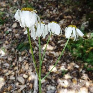 Photographie n°2513948 du taxon Tanacetum corymbosum (L.) Sch.Bip. [1844]