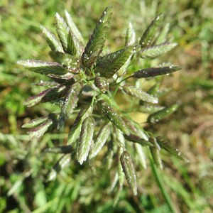 Photographie n°2514036 du taxon Eragrostis cilianensis (All.) Vignolo ex Janch. [1907]