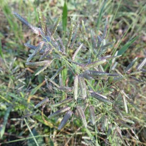 Photographie n°2514038 du taxon Eragrostis cilianensis (All.) Vignolo ex Janch. [1907]