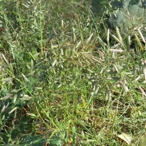 Photographie n°2514039 du taxon Eragrostis cilianensis (All.) Vignolo ex Janch. [1907]