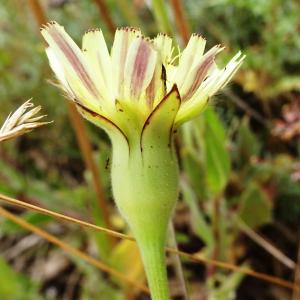 Photographie n°2514063 du taxon Urospermum dalechampii (L.) Scop. ex F.W.Schmidt