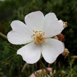 Photographie n°2514073 du taxon Rosa agrestis Savi [1798]