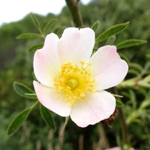 Photographie n°2514074 du taxon Rosa agrestis Savi [1798]