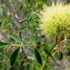 Photographie n°2514080 du taxon Rosa agrestis Savi [1798]