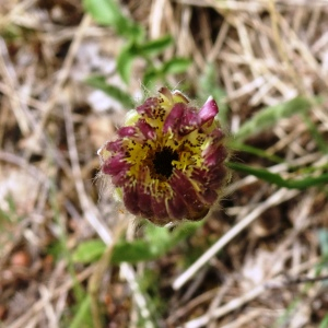 Photographie n°2514135 du taxon Urospermum dalechampii (L.) Scop. ex F.W.Schmidt