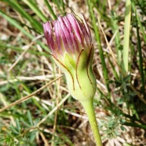 Photographie n°2514137 du taxon Urospermum dalechampii (L.) Scop. ex F.W.Schmidt