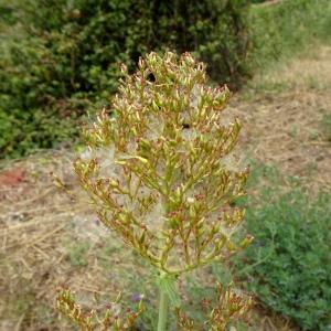 Photographie n°2514173 du taxon Centranthus ruber (L.) DC.