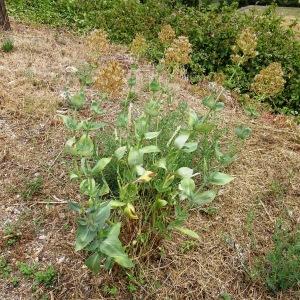 Photographie n°2514175 du taxon Centranthus ruber (L.) DC.