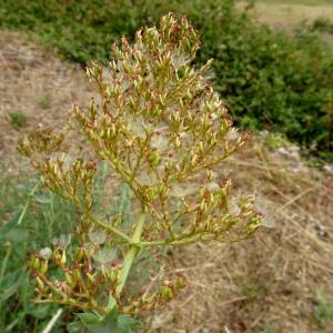 Photographie n°2514177 du taxon Centranthus ruber (L.) DC.