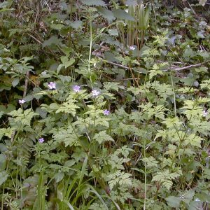 Photographie n°2514201 du taxon Geranium robertianum L. [1753]