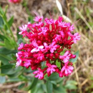 Photographie n°2514271 du taxon Centranthus ruber (L.) DC.