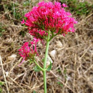 Photographie n°2514275 du taxon Centranthus ruber (L.) DC.