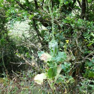 Photographie n°2514289 du taxon Lactuca serriola L. [1756]