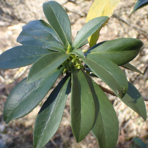 Photographie n°2514300 du taxon Daphne laureola L.