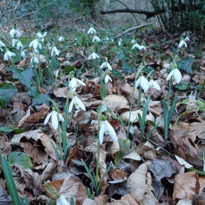 Photographie n°2514320 du taxon Galanthus nivalis L.