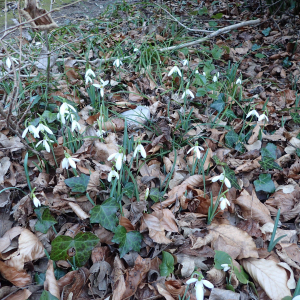 Photographie n°2514321 du taxon Galanthus nivalis L.