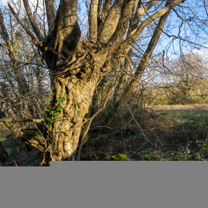 Photographie n°2514363 du taxon Carpinus betulus