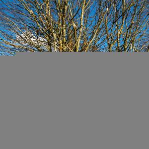 Photographie n°2514369 du taxon Carpinus betulus