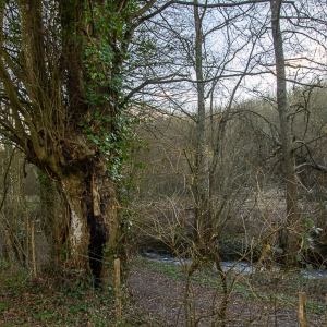 Photographie n°2514375 du taxon Carpinus betulus