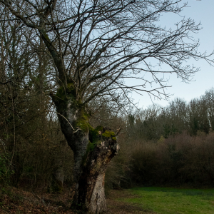 Photographie n°2514376 du taxon Carpinus betulus