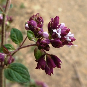 Photographie n°2514591 du taxon Origanum vulgare L.