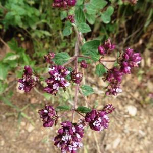 Photographie n°2514594 du taxon Origanum vulgare L.