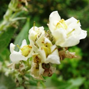 Photographie n°2514601 du taxon Verbascum lychnitis L. [1753]