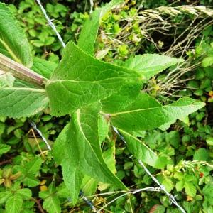 Photographie n°2514605 du taxon Verbascum lychnitis L. [1753]