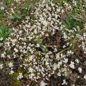 Photographie n°2514672 du taxon Erophila verna (L.) Chevall.