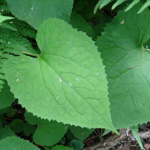 Photographie n°2514676 du taxon Lunaria rediviva L. [1753]