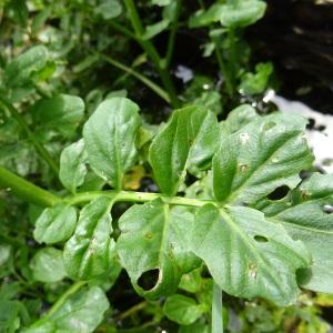 Photographie n°2514679 du taxon Nasturtium officinale R.Br. [1812]