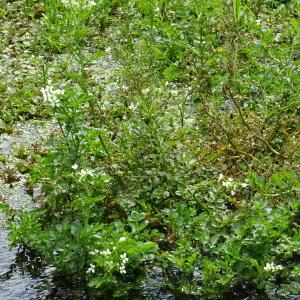 Photographie n°2514680 du taxon Nasturtium officinale R.Br. [1812]