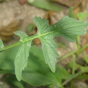 Photographie n°2514683 du taxon Sisymbrium officinale (L.) Scop. [1772]