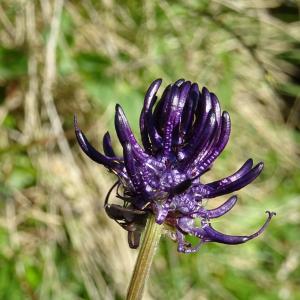 Photographie n°2514708 du taxon Phyteuma spicatum L. [1753]