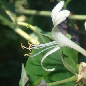 Photographie n°2514728 du taxon Lonicera periclymenum L. [1753]