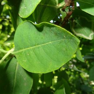 Photographie n°2514729 du taxon Lonicera periclymenum L. [1753]