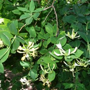 Photographie n°2514730 du taxon Lonicera periclymenum L. [1753]