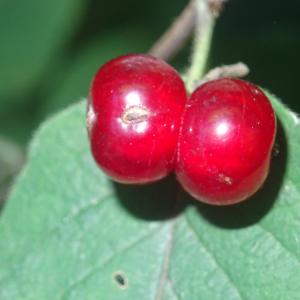 Photographie n°2514731 du taxon Lonicera xylosteum L. [1753]