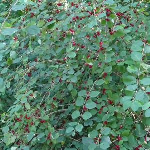 Photographie n°2514733 du taxon Lonicera xylosteum L. [1753]