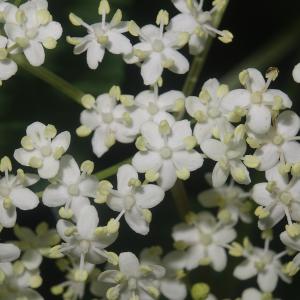 Photographie n°2514734 du taxon Sambucus nigra L. [1753]